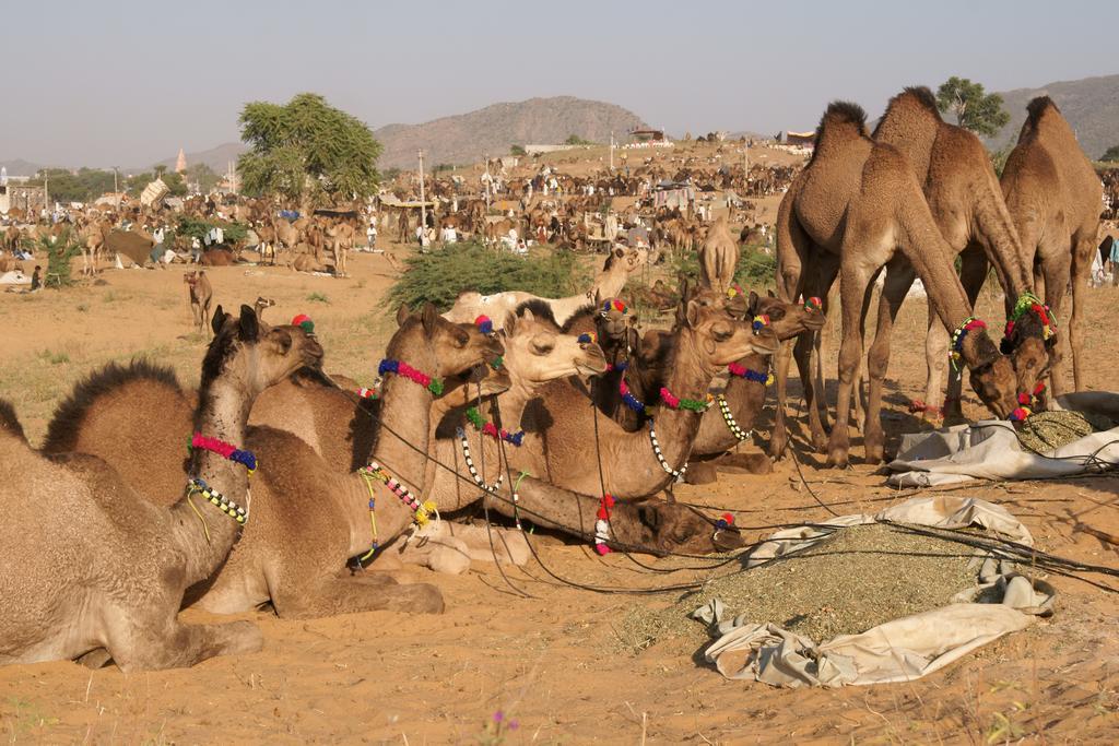 Sajjan Bagh A-Heritage Resort Pushkar Dış mekan fotoğraf